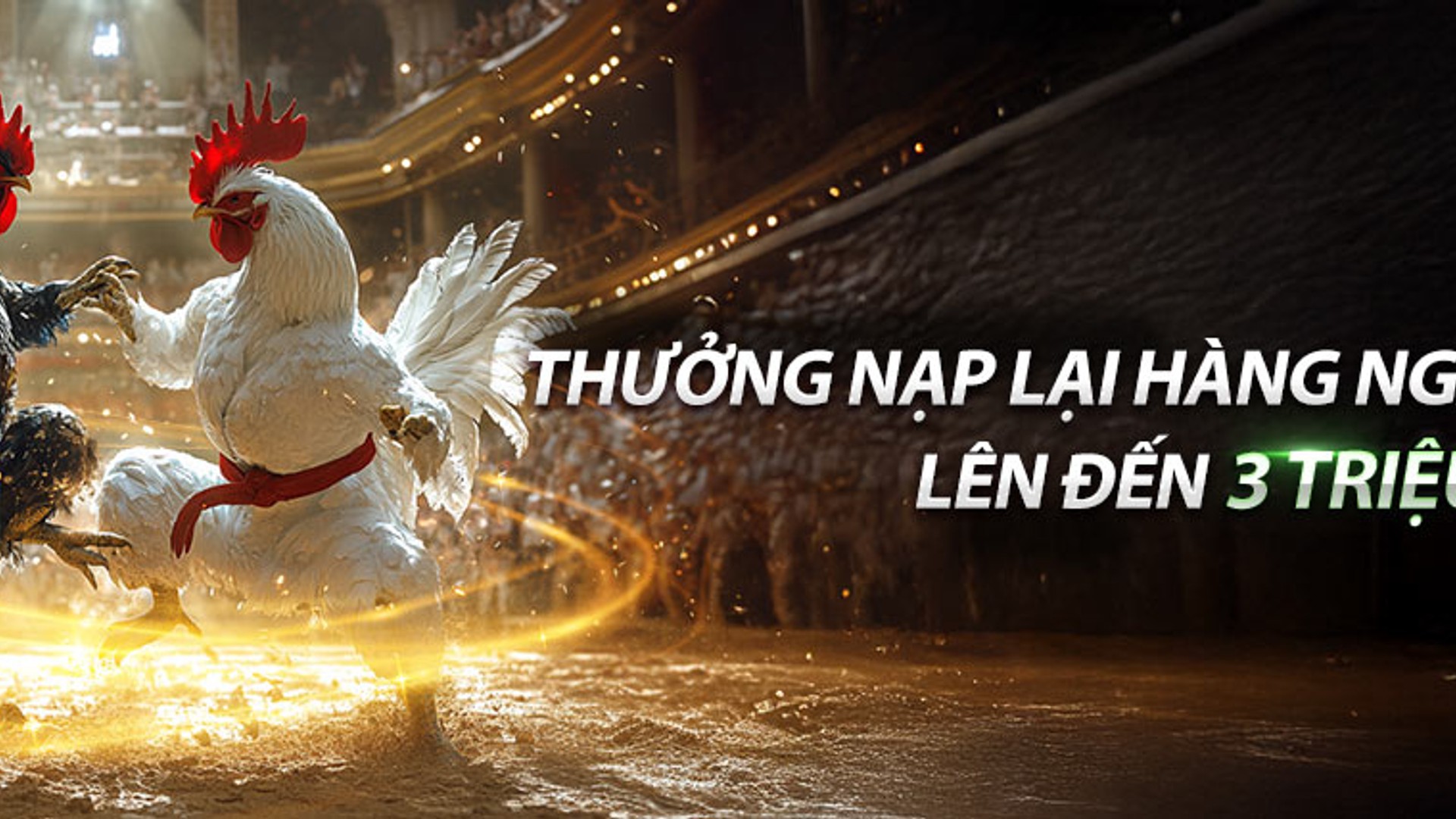 Hình ảnh gà chiến đang thi đấu tại sân đấu