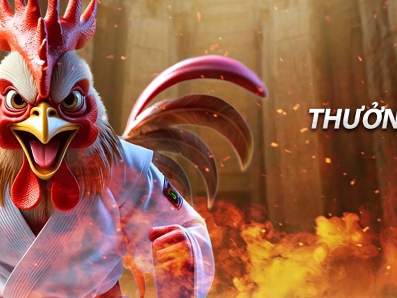 Một con gà chiến dũng mãnh sẵn sàng cho trận đấu đá gà trực tiếp 88