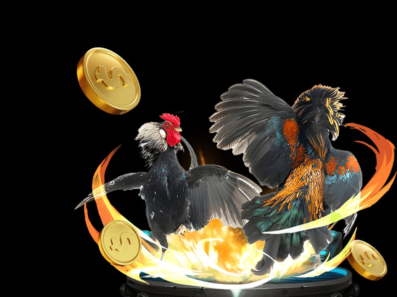 Hình ảnh chiến kê vô địch